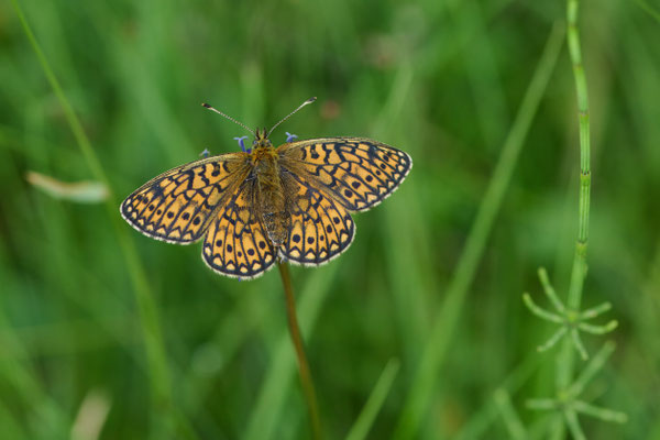 Randring-Perlmuttfalter - (Urlaub im Allgäu / Bayern vom  08.06. bis 19.06.2025)