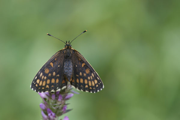 Wachtelweizen-Scheckenfalter