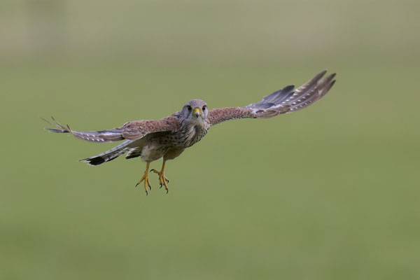 Turmfalke