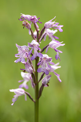 Helm-Knabenkraut - Orchideen-Urlaub im Allgäu vom 26.05. bis 09.06.2024