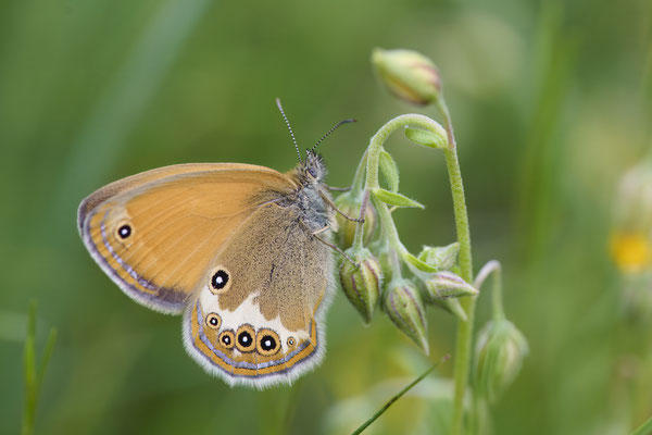 Weißbindiges Wiesenvögelchen