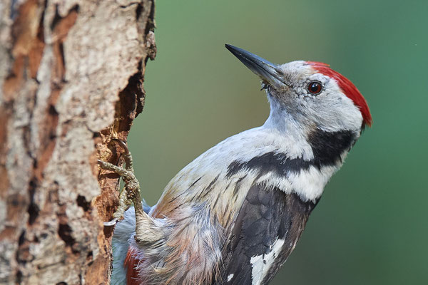 Mittelspecht - Nettetal Rohrdommelprojekt de Wittsee - (23.05.2019)