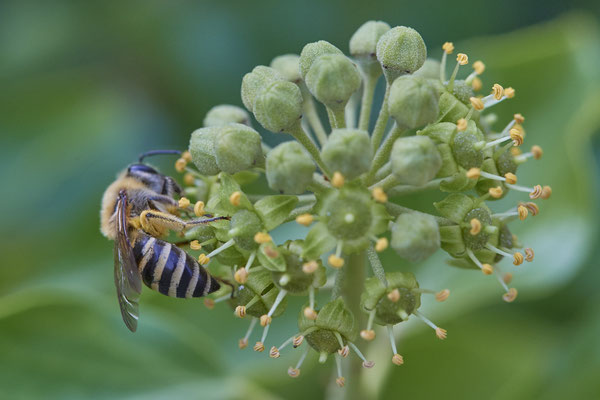 Nr. 03/06 - Colletes hederae (Efeu-Seidenbiene) - Dinslaken-Hiesfeld Kirchstraße gegenüber vom Mühlenmuseum ( 20.09.2018 )