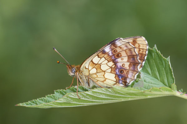 Violetter Silberfalter - (Urlaub im Allgäu / Bayern vom  30.06. bis 09.07.2023)