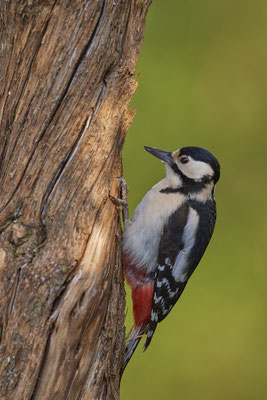 Buntspecht - Dingden - (20.04.2020) 
