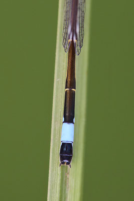 Große Pechlibelle am Gartenteich