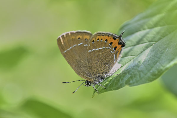 Pflaumen-Zipfelfalter - (Urlaub Mosel Valwig vom  08.06. bis 11.06.2023 mit der Nabu Herne)