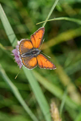 Lilagold-Feuerfalter - (Urlaub im Allgäu / Bayern vom  08.06. bis 19.06.2025)