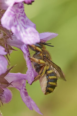 Nr.0803 - Anthidium manicatum / Garten-Wollbiene am Sumpf-Ziest - OB Zeche Sterkrade - 51°31`21.86" 6°50`02.52" - (22.06.2019)