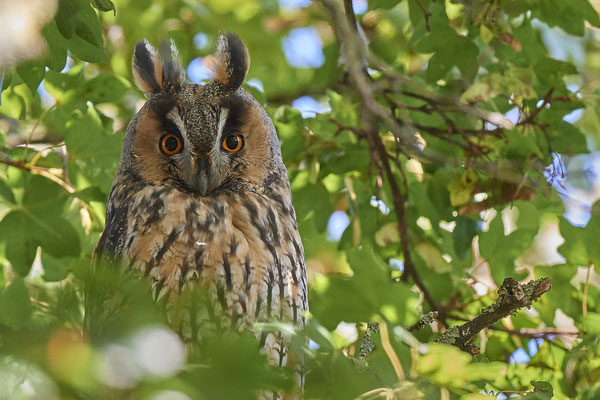 Waldohreulen im Schlafbaum am Niederrhein (20.09.2019)