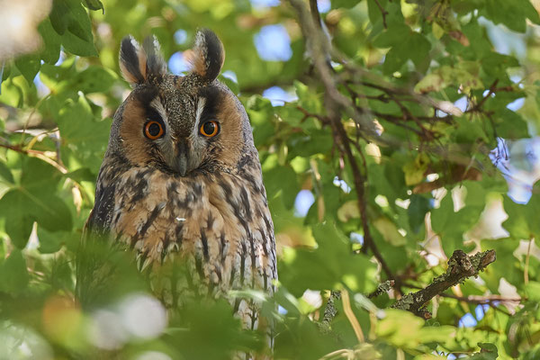 Waldohreulen im Schlafbaum am Niederrhein (20.09.2019)