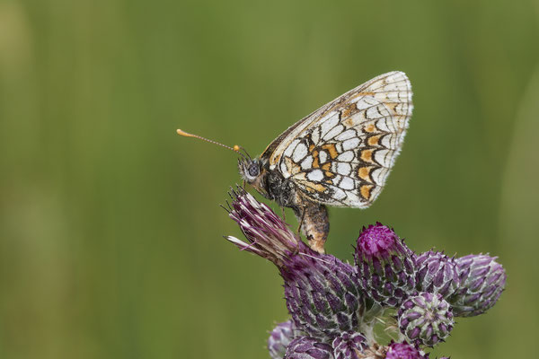 Wachtelweizen-Scheckenfalter