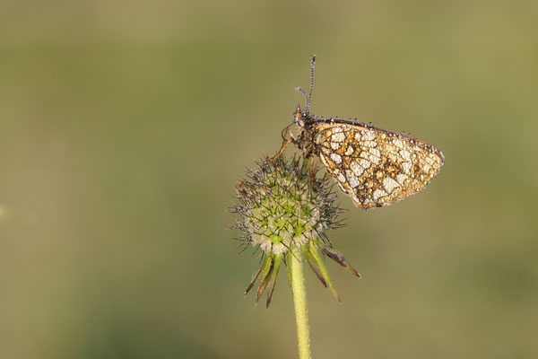 Baldrian Scheckenfalter