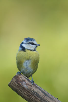 Blaumeise