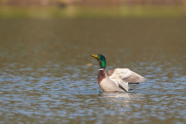 Stockente