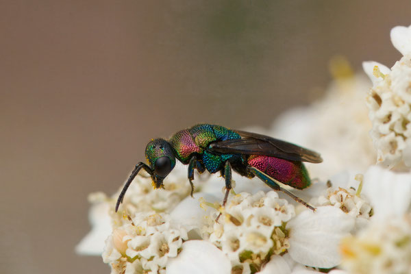 Hedychrum rutilans