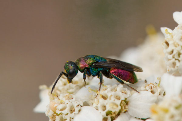 Hedychrum rutilans