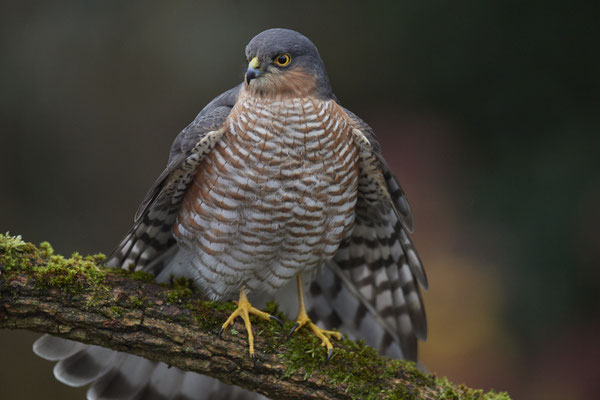 Bei miesem, dunklem Wetter und hohen Isowerten - Sperbermännchen sehr nah im Garten - (28.11.2019)