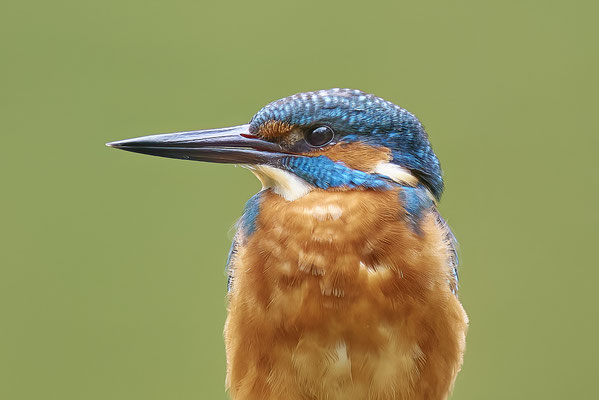 Eisvogel
