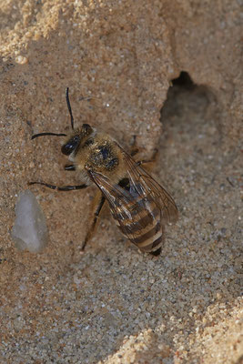 Nr.12/04 - Colletes hederae: Nesthöhle 1 von ca. >50 Nestern - OB Läppkes Mühlenbach (10.10.2018)