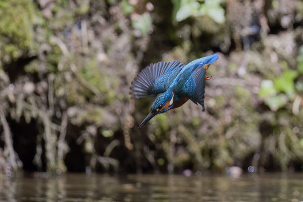 Eisvogel