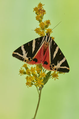 Russischer Bär / Spanische Flagge im Garten