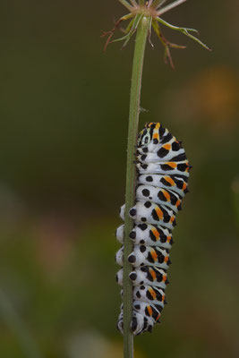 Nr.1329 - Papilio machaon / Schwalbenschwanz - DIN Emschermündung - 51°33`43.02" 6°41`27.86" - (18.09.2019)