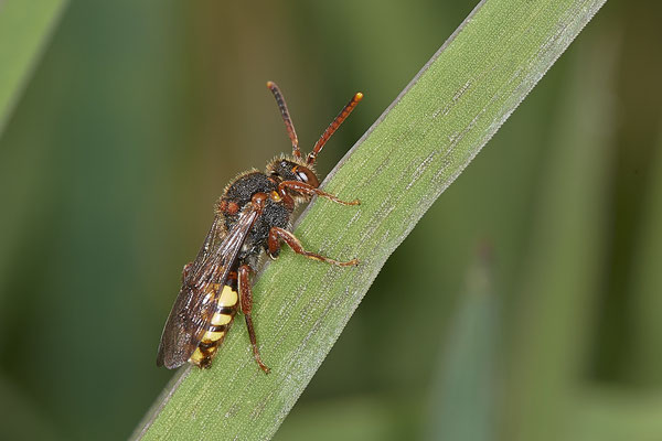 Nomada sp. (ruficornis?) - Walsum Rheindeich - 51°31`51.26" 6°42`06.16" - (26.04.2021)