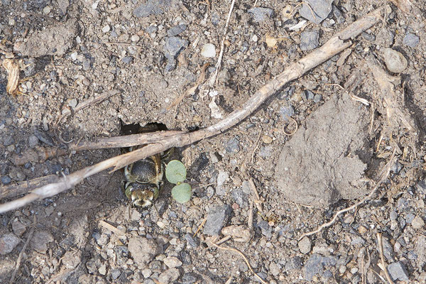 Nr.1271 - Nest von Megachile pilidens / Filzzahn-Blattschneiderbiene - DU-Walsum Rheindeich - 51°31`53.40"  6°41`58.80" - (02.09.2019)
