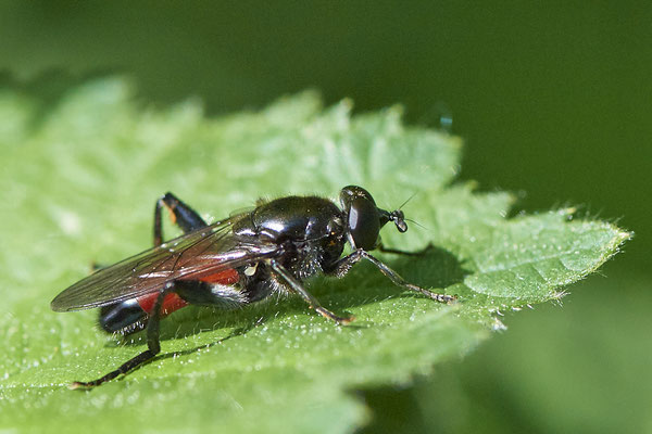 Rote Holzmulmschwebfliege