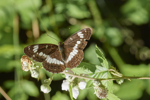 Kleiner Eisvogel - Hünxe - (28.06.2022)