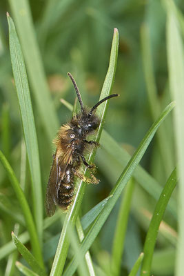 Nr.0004 - Andrena bicolor m - OB  im-Garten - 51°31`49.60" 6°50`56.50" - (27.02.2019)