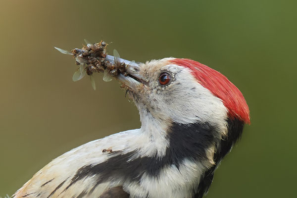 Mittelspecht - Nettetal Rohrdommelprojekt de Wittsee - (23.05.2019)