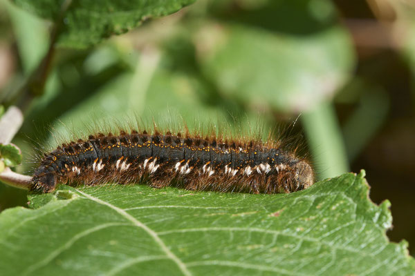 Grasglucke - Hünxe - (28.06.2022)