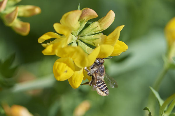Nr.0053 - Megachile - Kaiserstuhl - (23.06.2020)