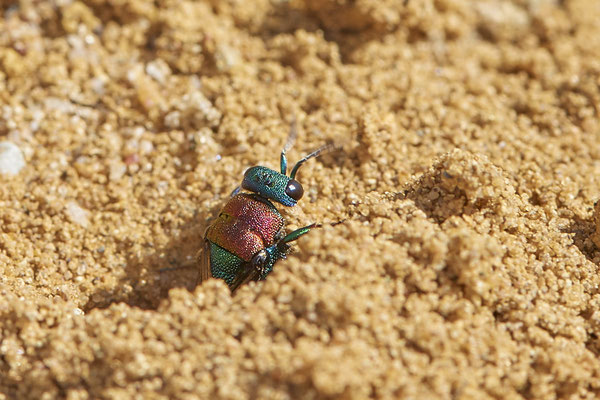 Nr.0902 - Hedychrum nobile / Sand-Goldwespe - parasitisieren bei Grabwespen der Gattung Cerceris - OB LMB - 51°29`11.55" 6°53`53.48" - (27.06.2019)
