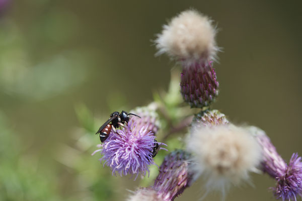 Epeoloides coecutiens - WES Drevenacker Dünen - 51°39`02.42"  6°40`43.35" - (18.07.2020)