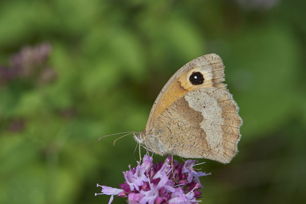 Großes Ochsenauge - (04.08.2021)