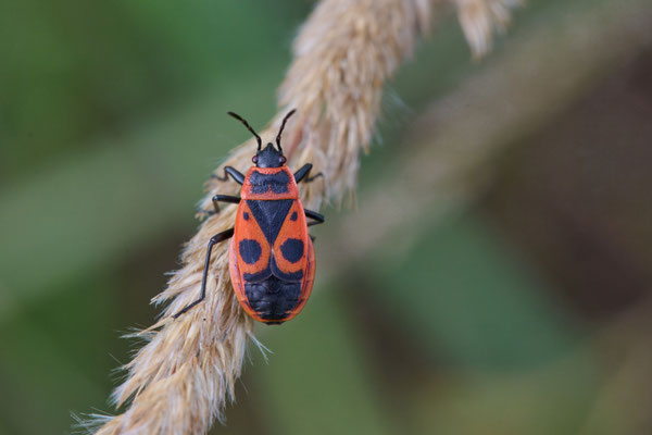 Gemeine Feuerwanze