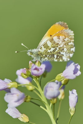 Aurorafalter - Oberhausen - (18.04.2022)
