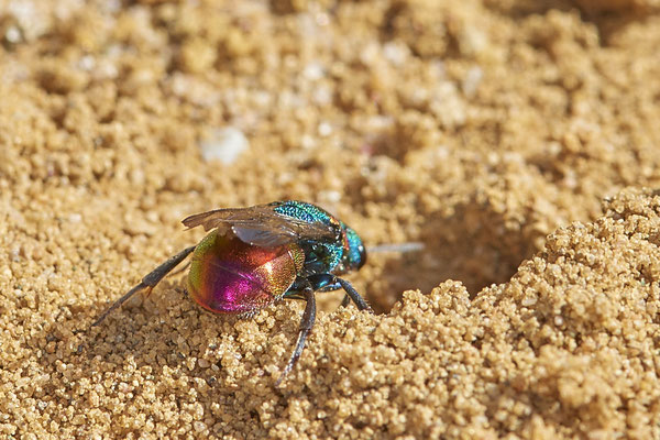Nr.0903 - Hedychrum nobile / Sand-Goldwespe - parasitisieren bei Grabwespen der Gattung Cerceris - OB LMB - 51°29`11.55" 6°53`53.48" - (27.06.2019)