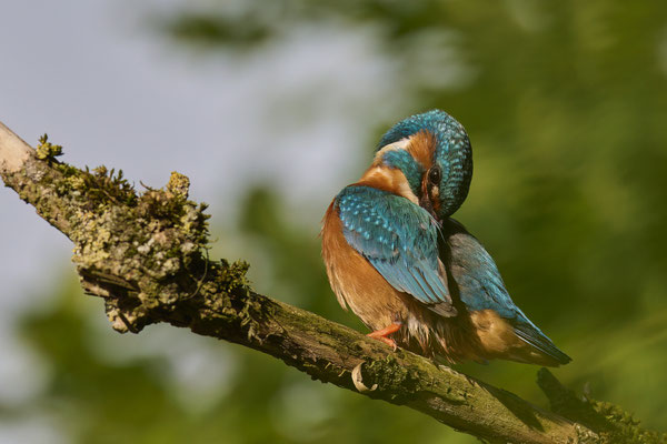 Eisvogel