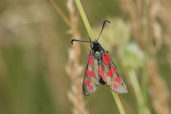 Sechfleck-Widderchen - Am Rheindamm hinter Bislich - (26.06.2021)