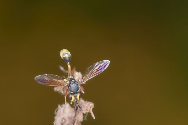Nr.0863 - Physocephala nigra / Dunkle Stieldickkopffliege - OB LMB - 51°29`11.55" 6°53`53.48" - (27.06.2019)