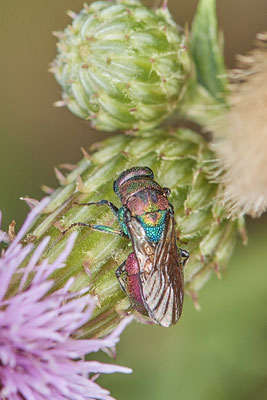 Nr.0936 - Hedychrum rutilans / Goldwespe - OB LMB - 51°29`11.55" 6°53`53.48" - (28.06.2019)