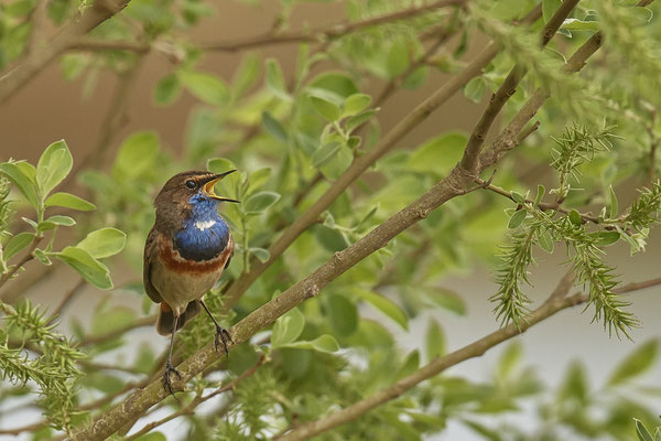 Blaukehlchen