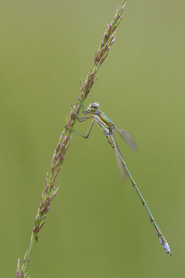 Kleine Binsenjungfer