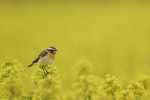 Braunkehlchen - Kurzurlaub in Niedersachsen - (28. bis 30.4.2022)