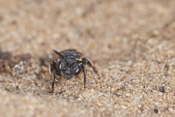  Nr.0526 - Sphecodes albilabris / Große Blutbiene - Hamminkeln Diersfordter Wildgatter - 51°42`56.74" 6°33`28.24" - (12.05.2019)