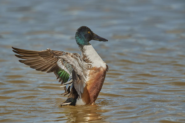 Löffelente ( Naturpark Albufera )